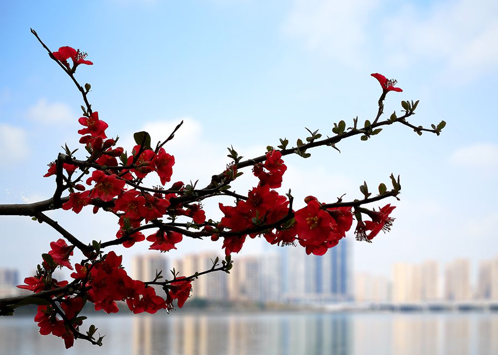 春天风景 摄影 纯棉布衣