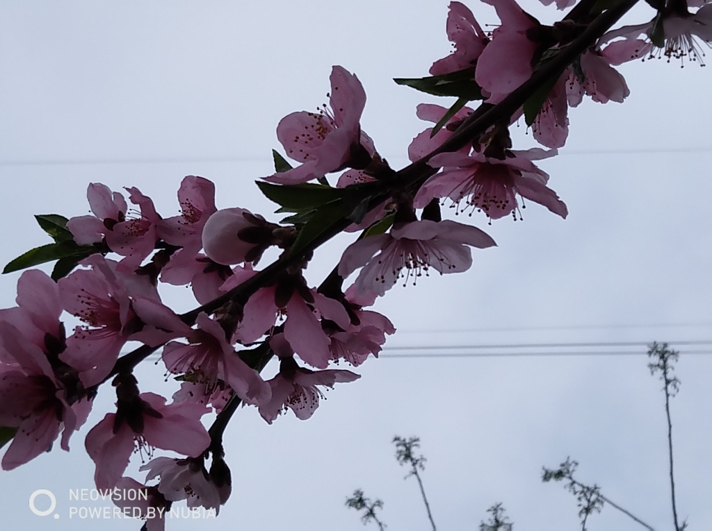 兰州安宁桃花节 摄影 lizhq