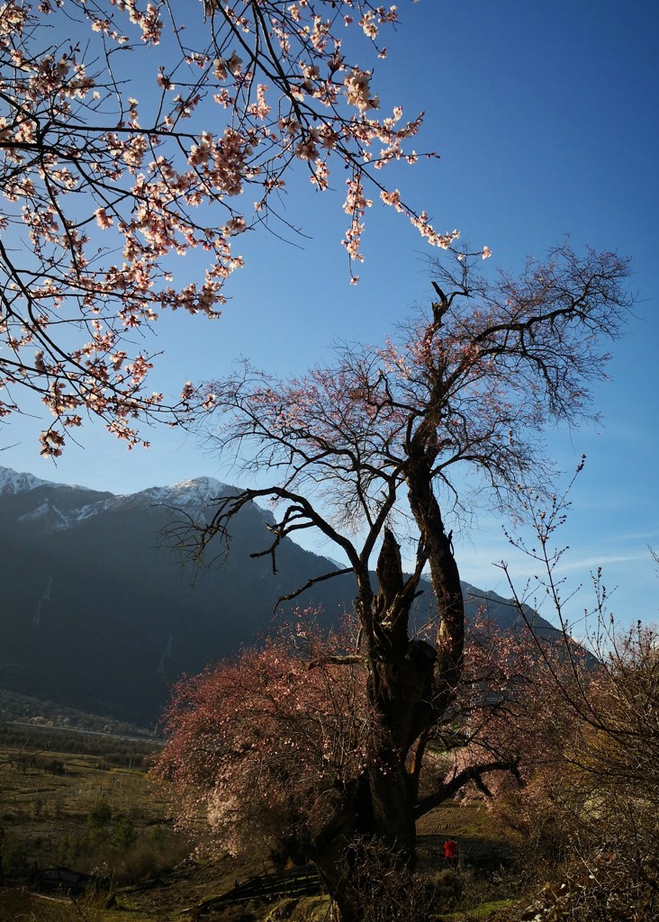 桃花依旧笑春风 摄影 gufanyuanyin