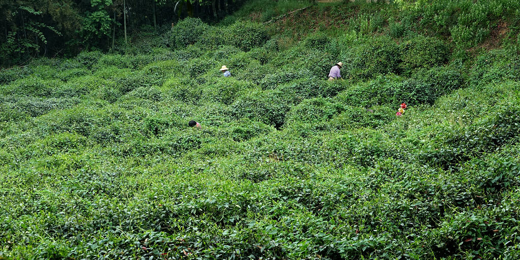 君山岛茶园 摄影 独眼观天