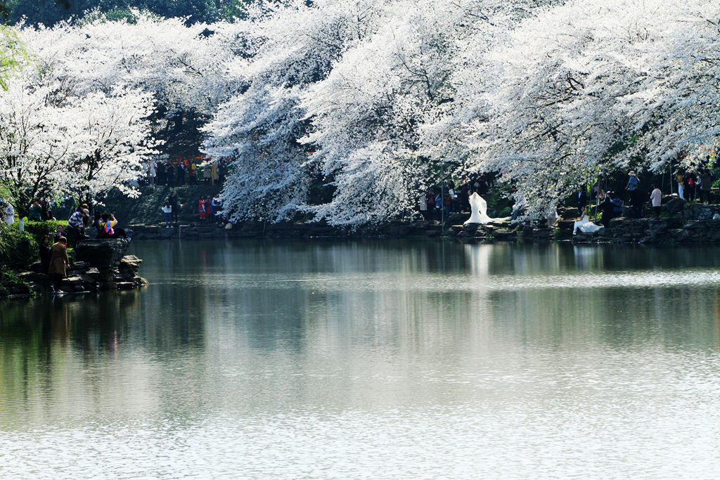 春天里······ 摄影 寒心