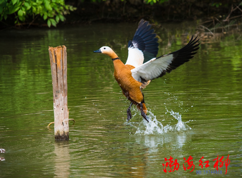 赤麻鸭 摄影 渤海红柳