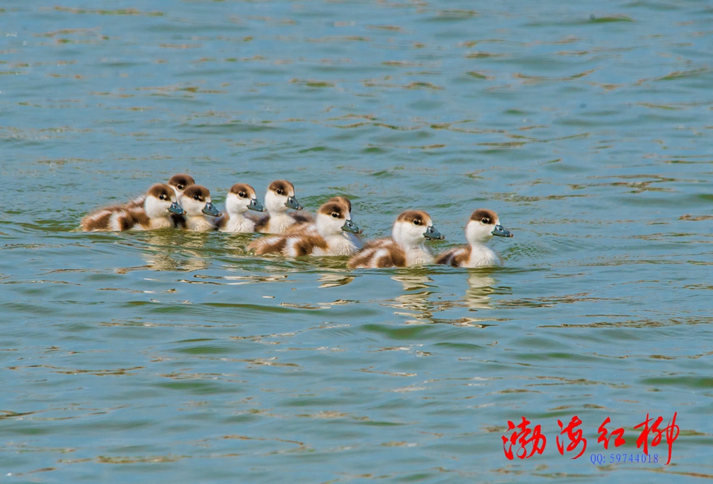 小鸭子 摄影 渤海红柳