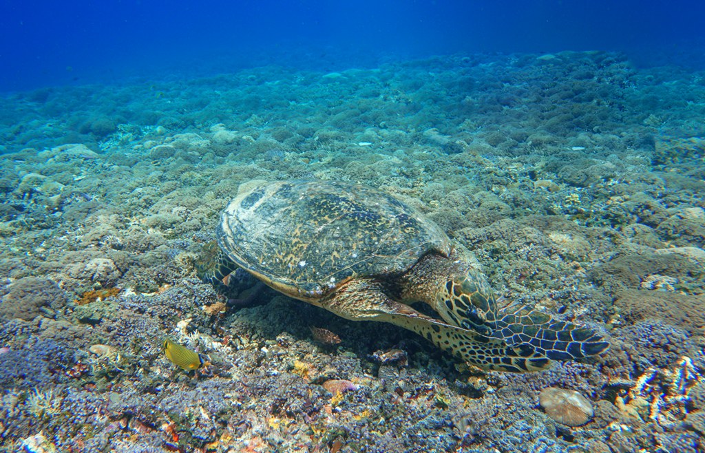 印尼龙目岛-19海底世界 摄影 风一样凉爽