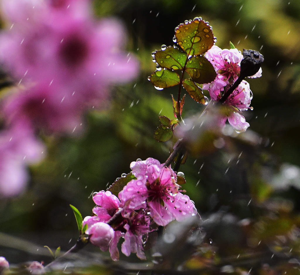 青岛的春雨随拍 摄影 qdzp