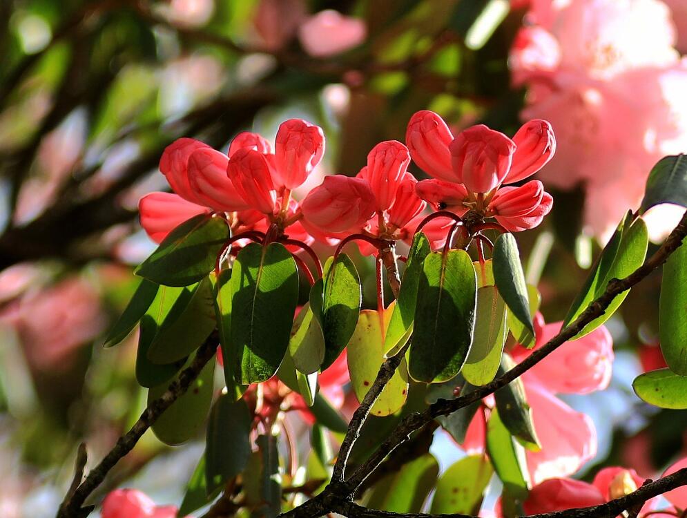 高山杜鹃花 摄影 于搏