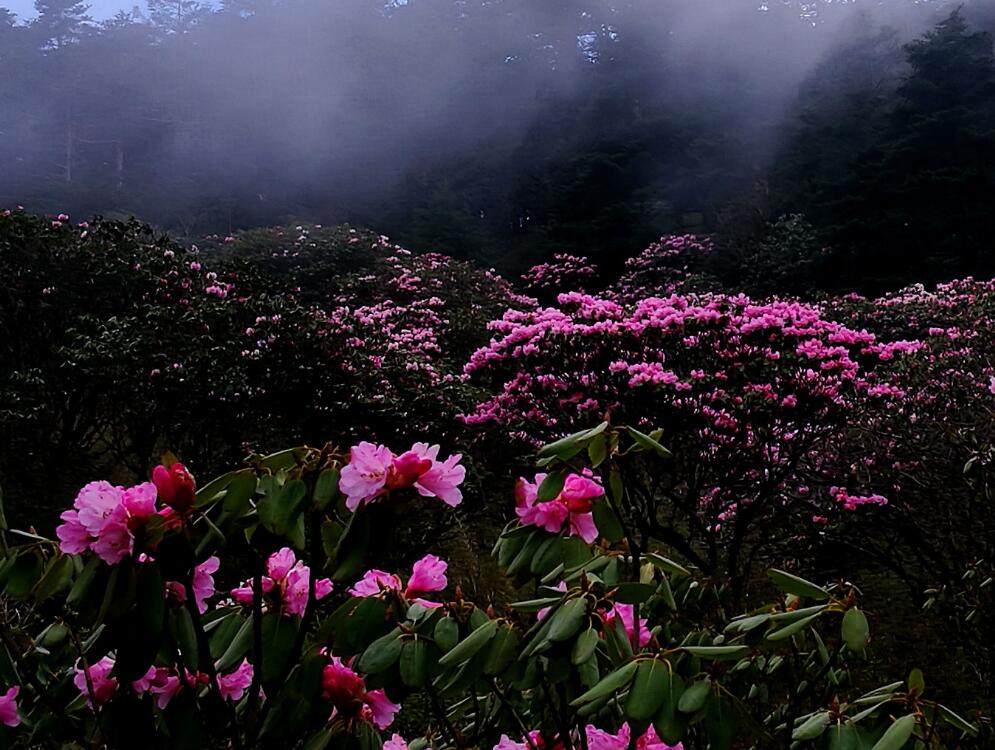 杜鹃花 摄影 于搏