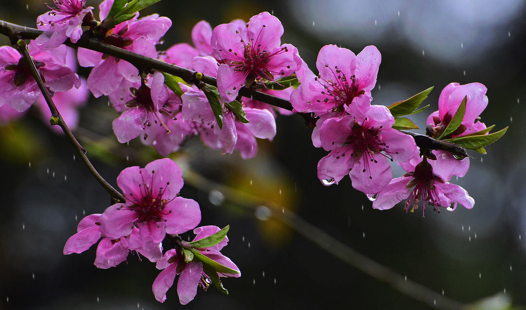 青岛雨中的桃花 摄影 qdzp