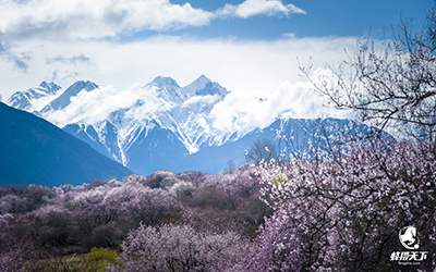 蜂摄天下——西藏林芝 摄影 满秋