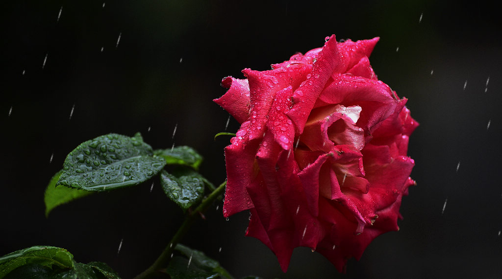 青岛雨中的月季 摄影 qdzp