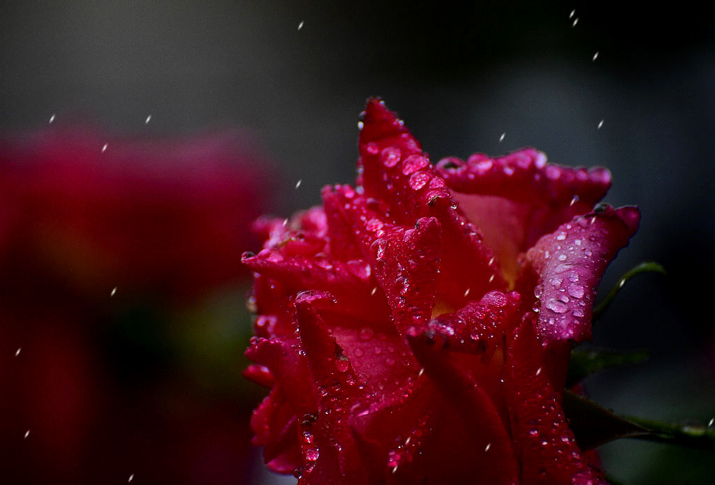 青岛的雨中月季 摄影 qdzp