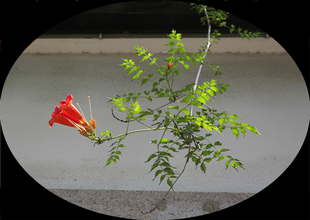 凌霄花1 摄影 清风书影