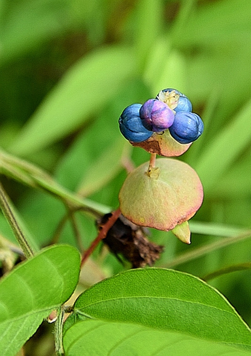 这是什么植物？ 摄影 回眸瞬间