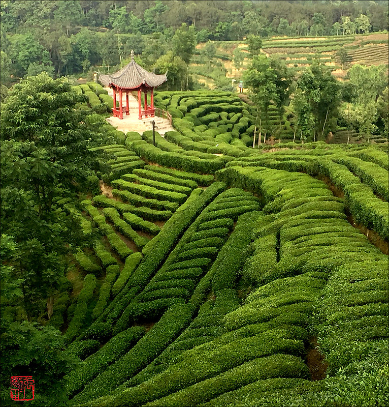 茶园春色 摄影 zhangxunyong