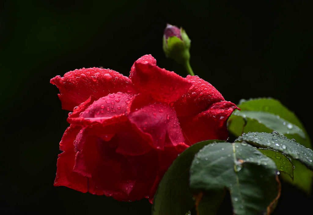 青岛雨中的月季 摄影 qdzp