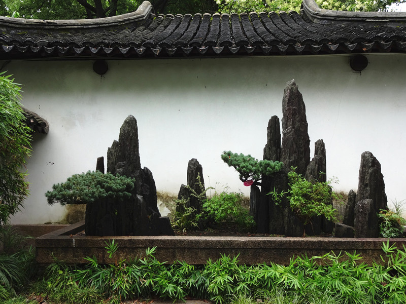 盆景 摄影 夜雨听蕉