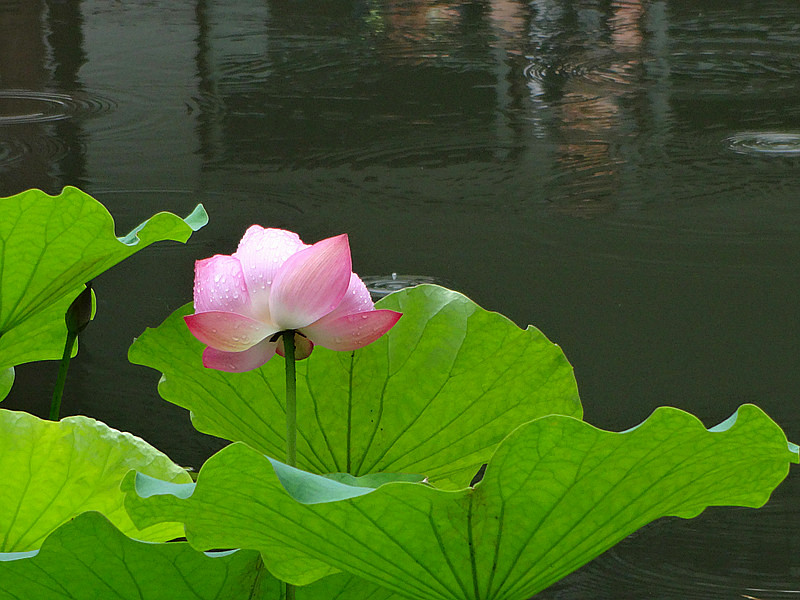 菡萏盛开 摄影 夜雨听蕉