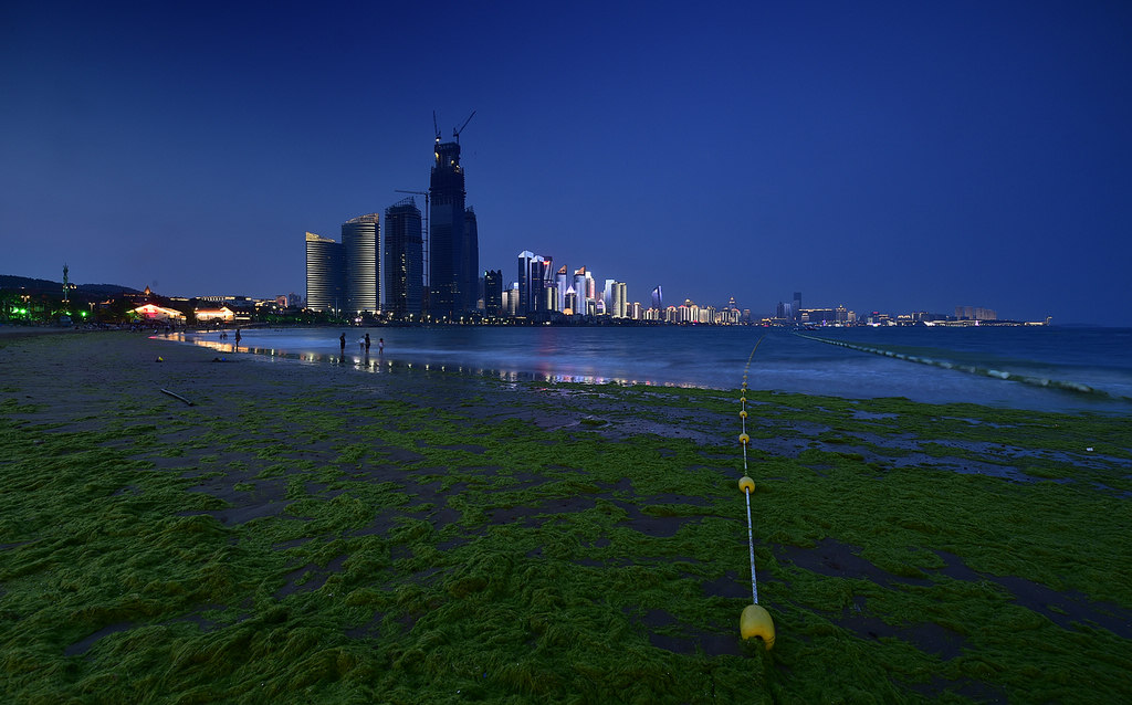 青岛浒苔袭来的夜色 摄影 qdzp