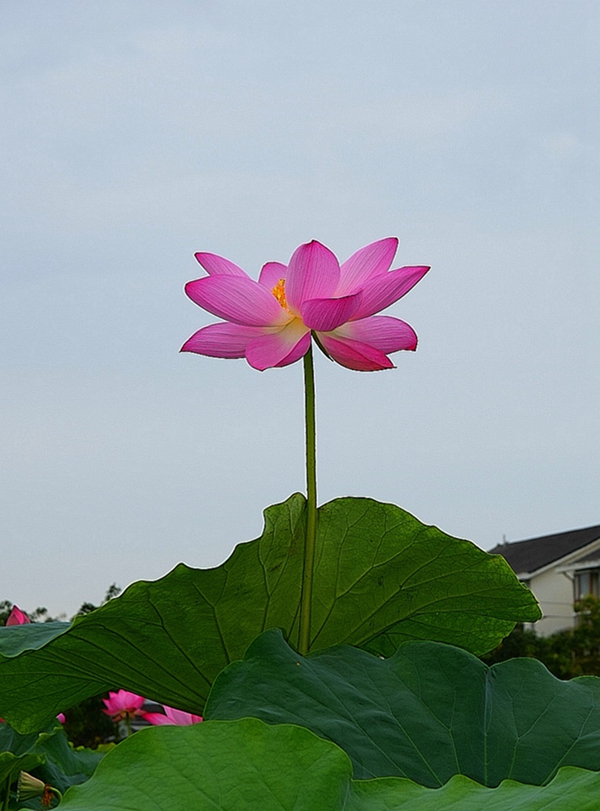 荷花组照- 高风亮节 摄影 回眸瞬间