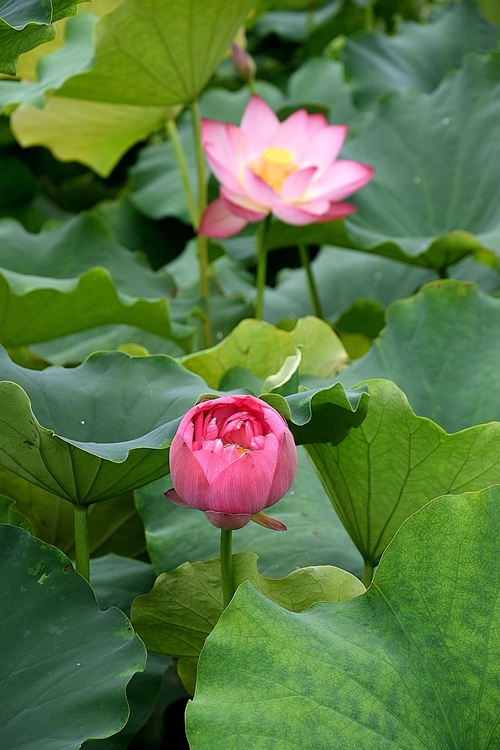 荷花组照-相映 摄影 回眸瞬间