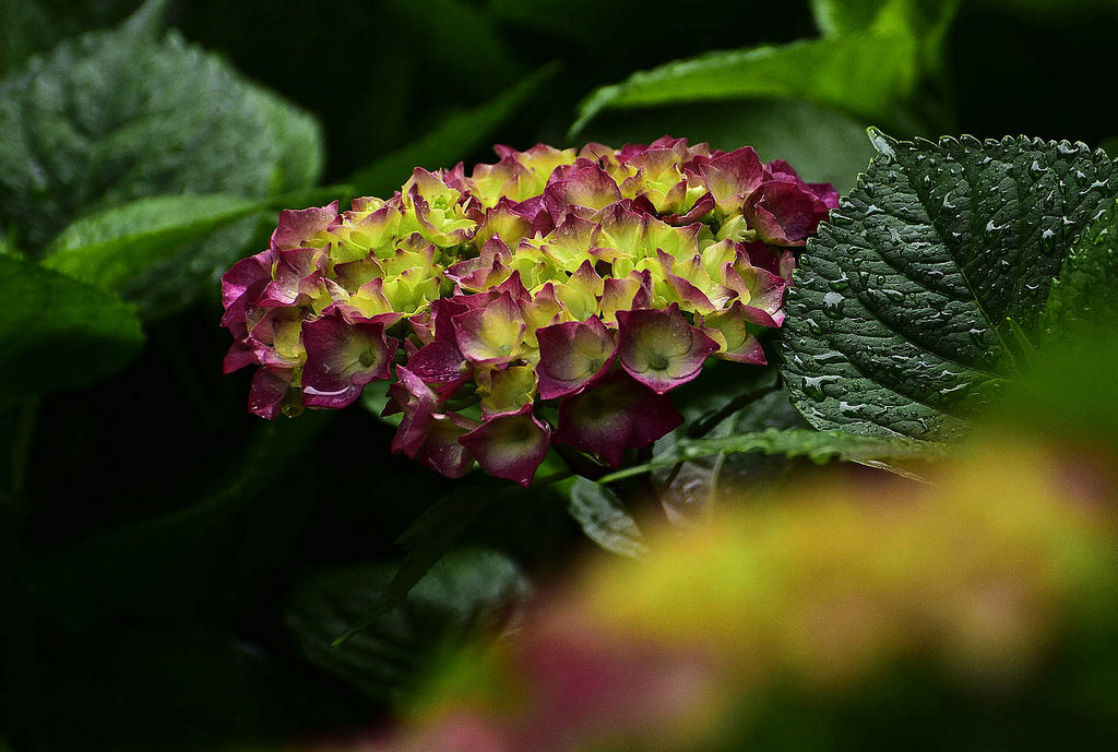 青岛雨后的绣球花 摄影 qdzp