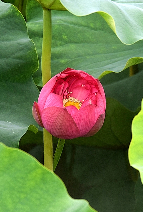 荷花组照—浓情待放 摄影 回眸瞬间