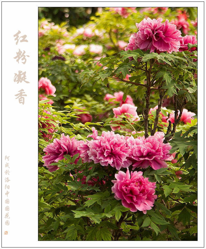洛阳牡丹63 摄影 尹成