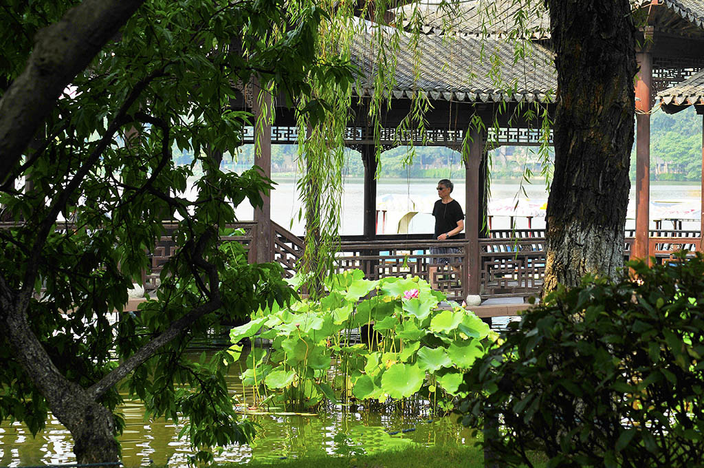 赏夏观荷 摄影 lingsu