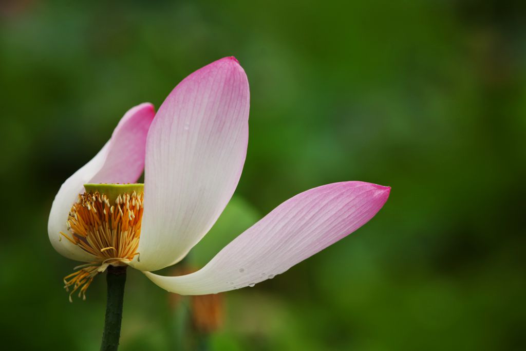 雨中花 摄影 月亮2008