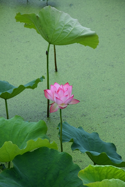 承上启下 摄影 回眸瞬间