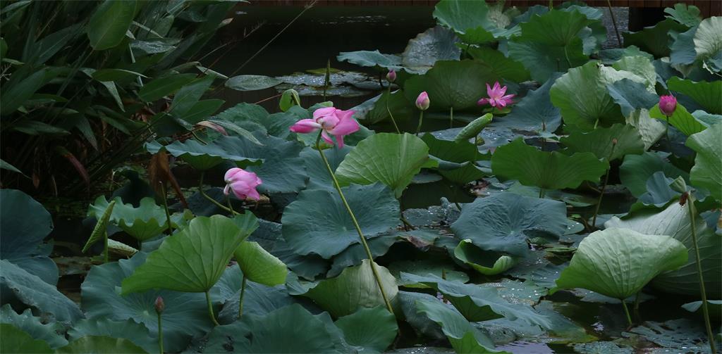 《秋雨荷》摄于20190811扬州市邵伯古镇。 摄影 西西里