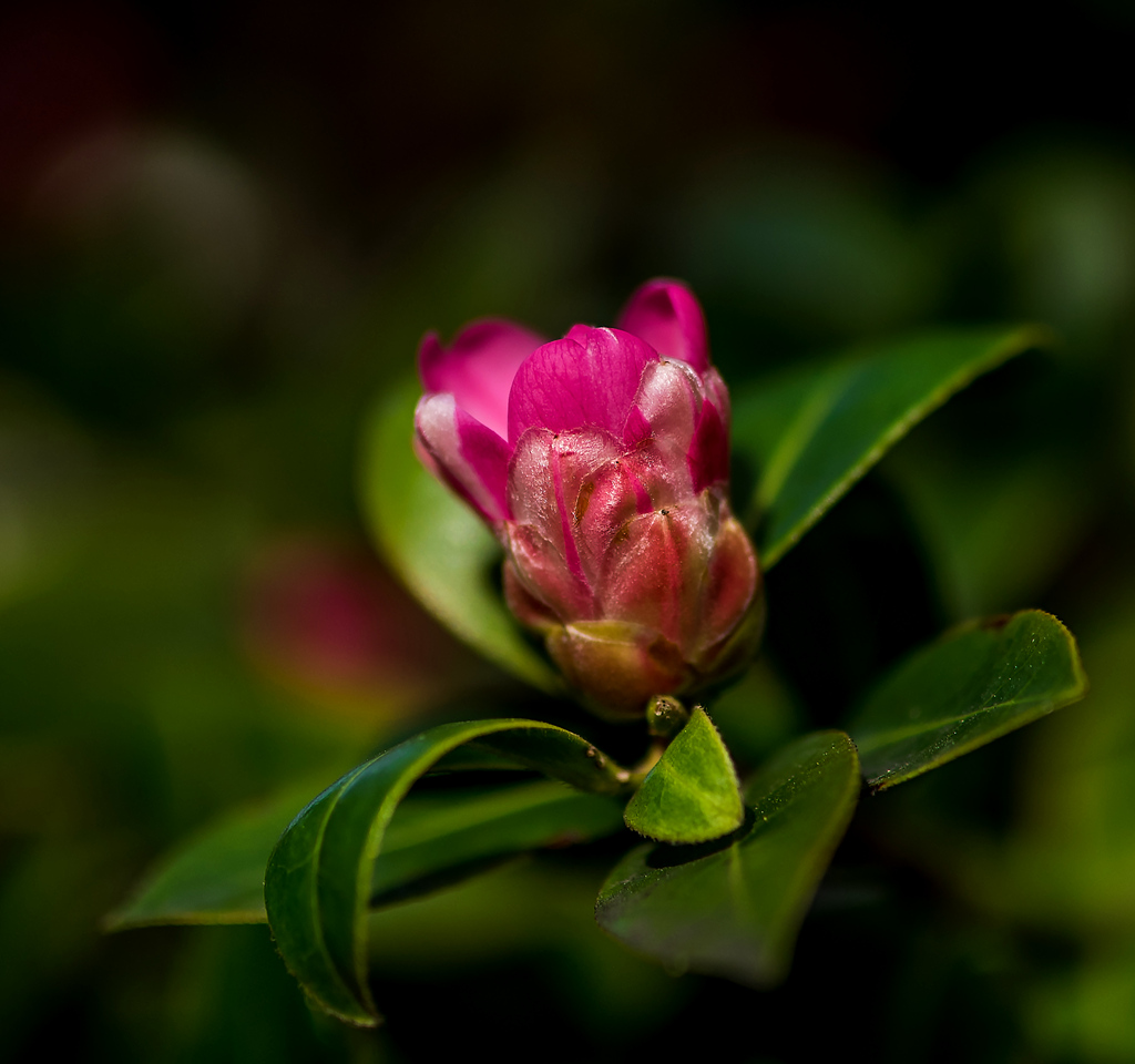 看山上茶花开放  -  蓓蕾初绽 摄影 西蒙赵