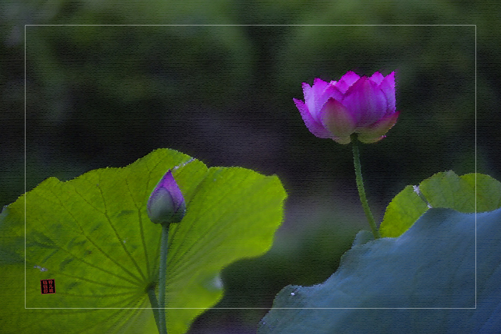 花韵（27） 摄影 铃儿响铛铛