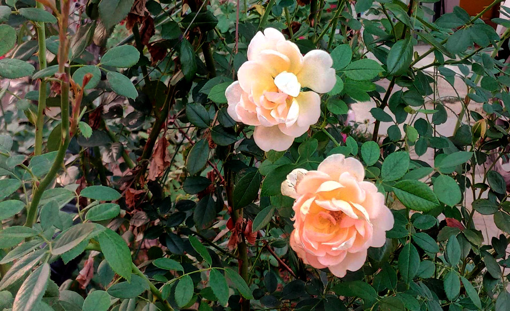 月季双花 摄影 松雪