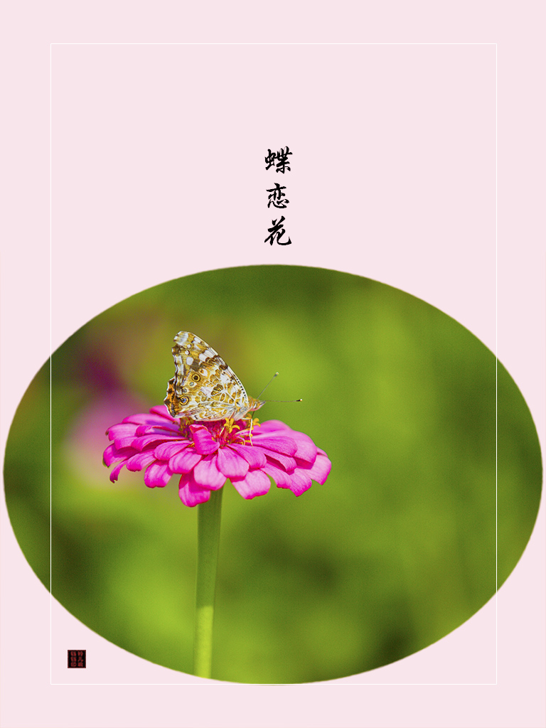 花韵（29） 摄影 铃儿响铛铛