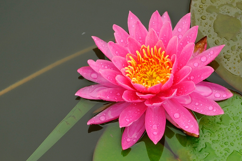 雨后拍莲花 摄影 孤崖一枝花