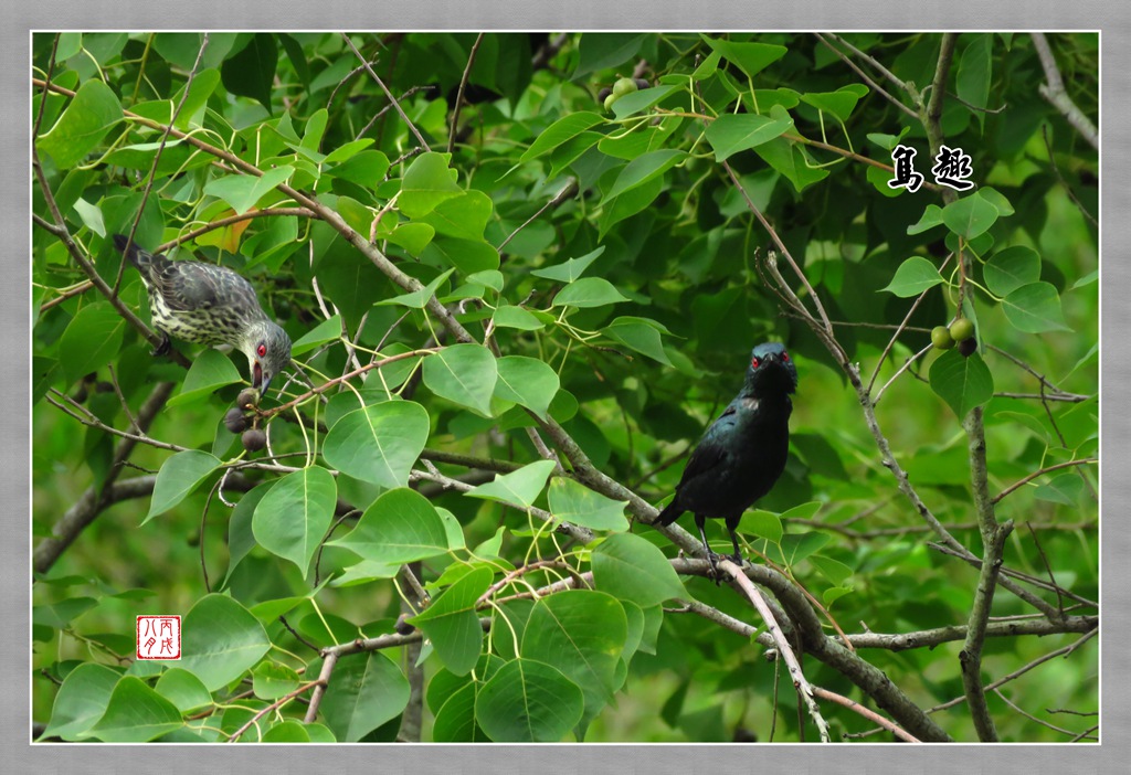 吃相（鳥趣3） 摄影 丙戌八月