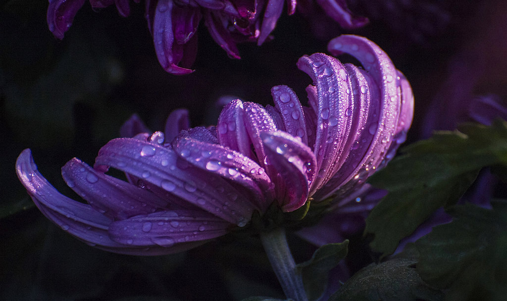 青岛晨露中的菊花 摄影 qdzp