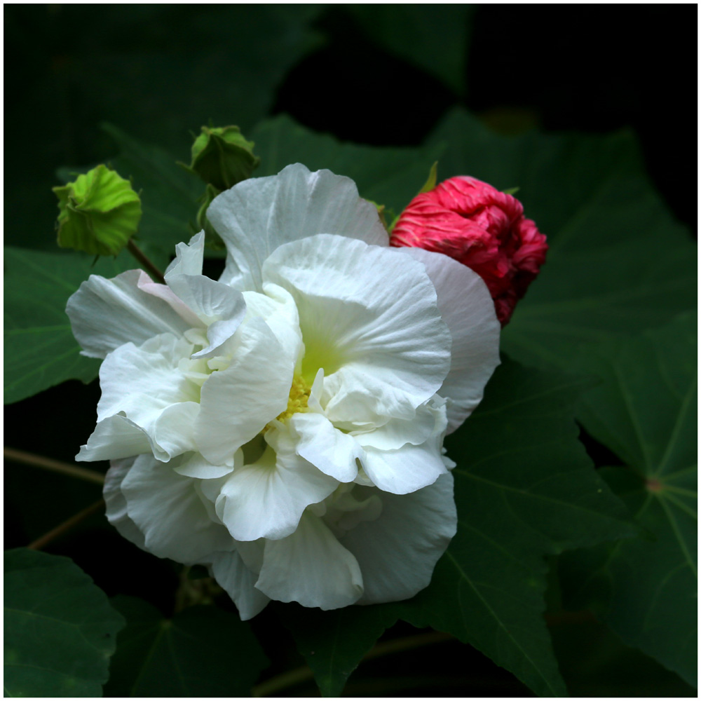 芙蓉花_1681 摄影 上海清风