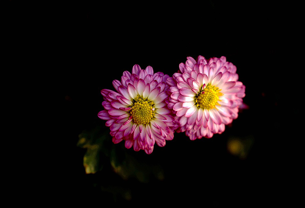 19秋菊 摄影 青松流水