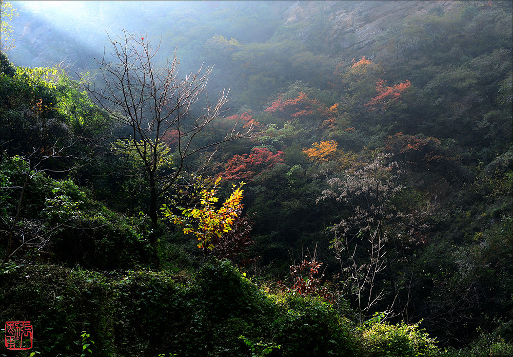 秦岭秋韵 摄影 zhangxunyong