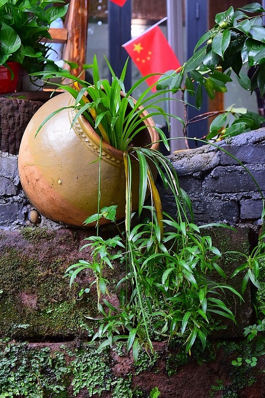 盆景 摄影 回眸瞬间