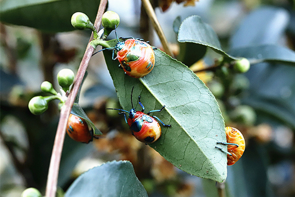 冬日里和睦相处的茶虫2 摄影 独品63