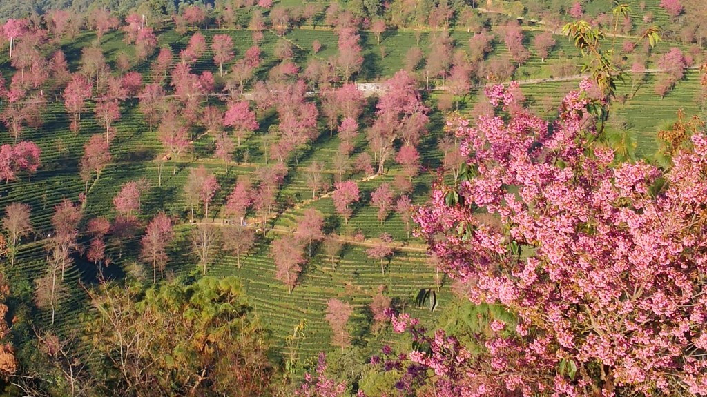 无量山冬樱花 摄影 gufanyuanyin