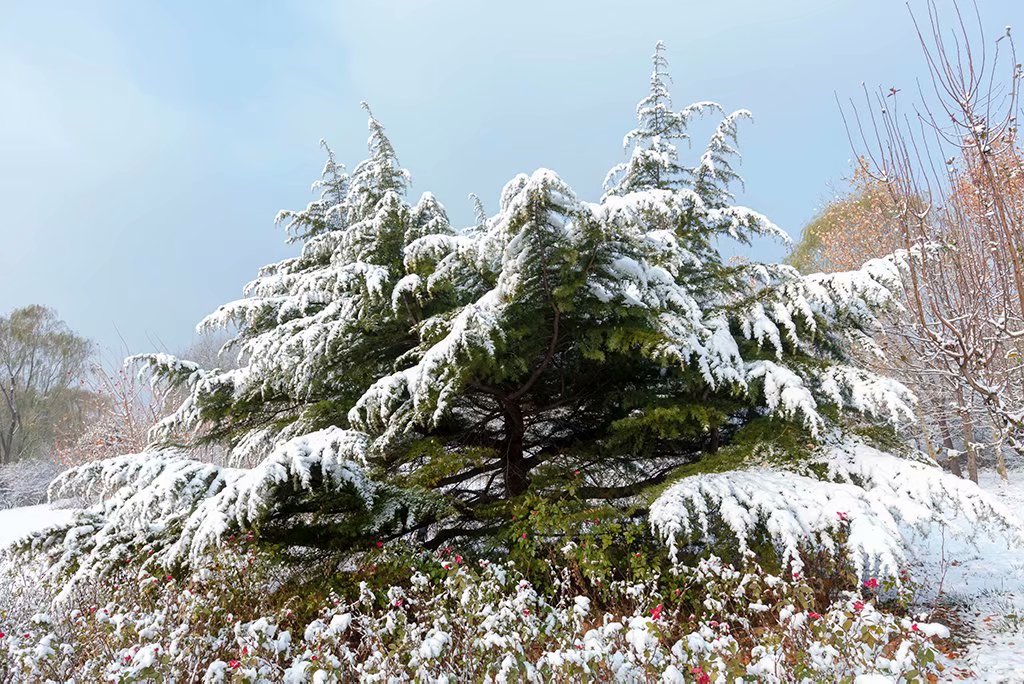 雪松 摄影 天上来