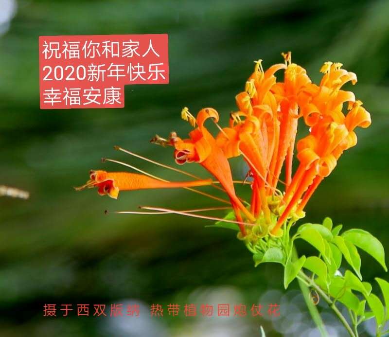 新年快乐的炮仗花 摄影 jsrh2014