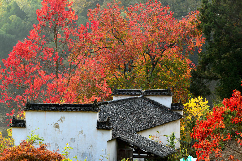 秋色 摄影 桃花江