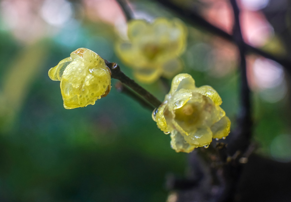 蜡梅花开 摄影 留恋