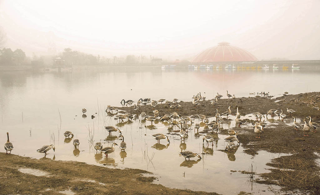 紫清湖畔 摄影 lingsu