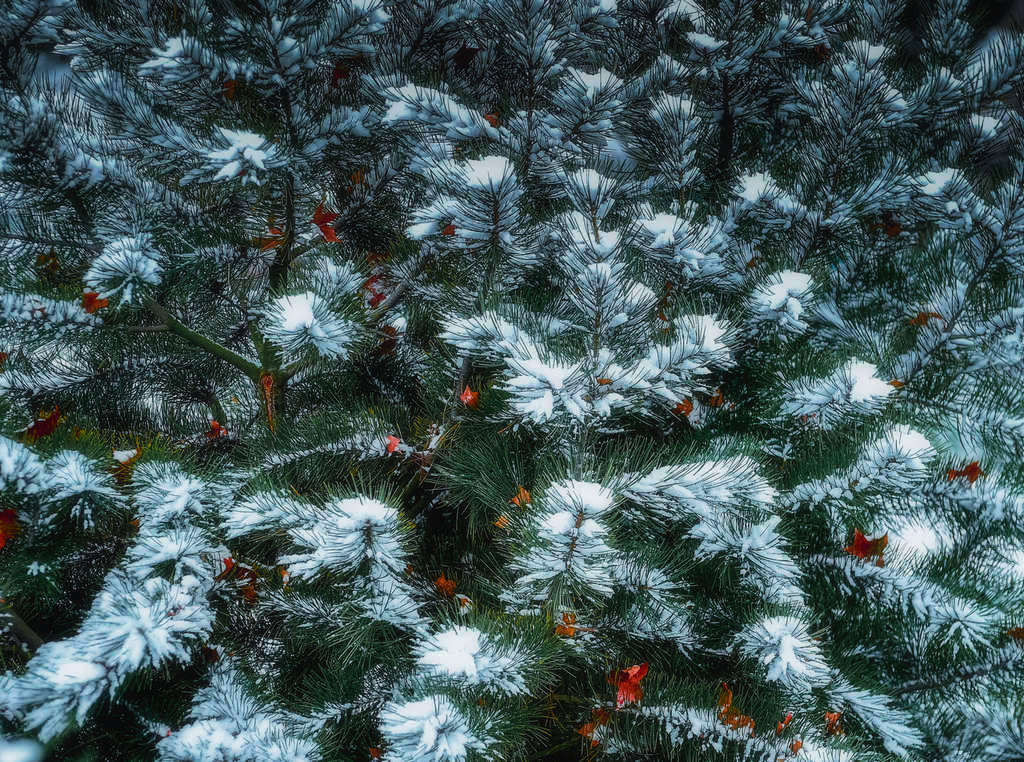 青岛的雪中青松 摄影 qdzp